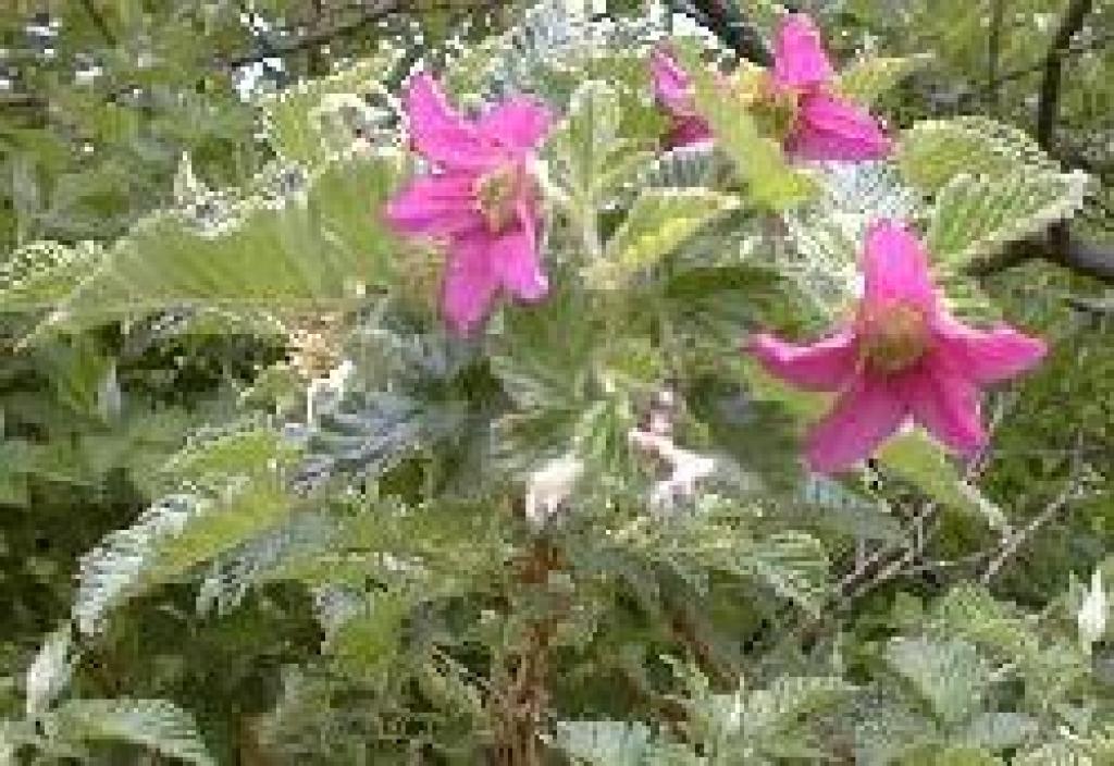 Salmonberry photo