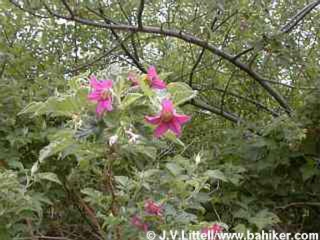 Salmonberry