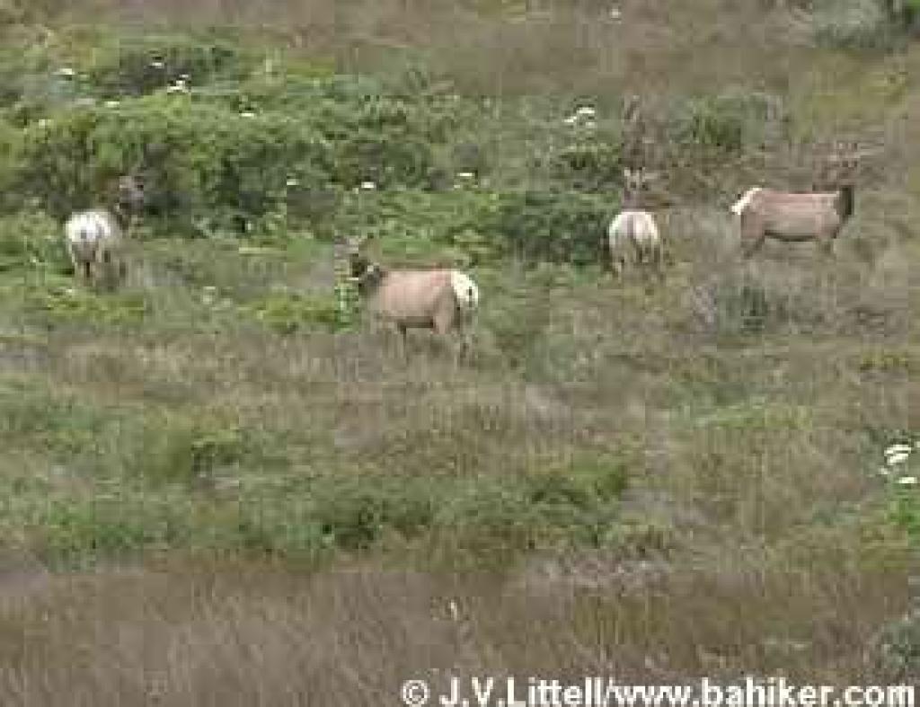 Tule elk photo