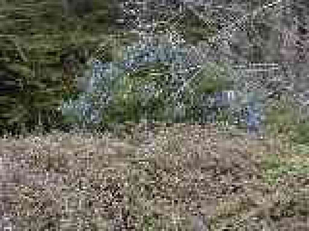 Ceanothus