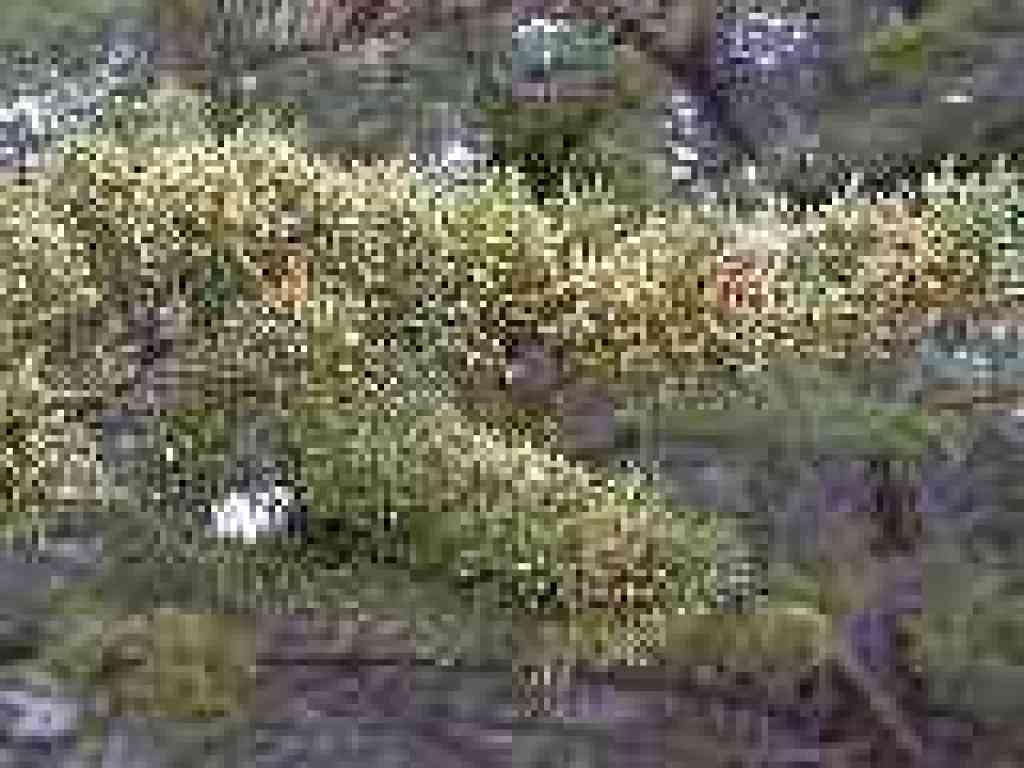 Cypress