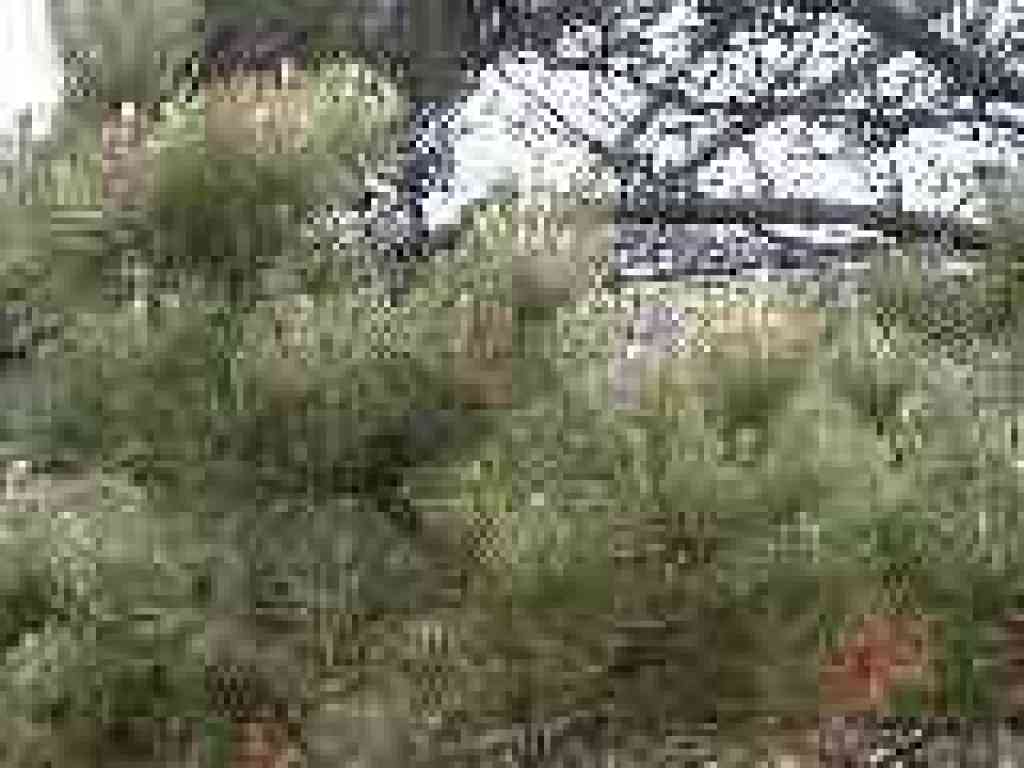 Pine