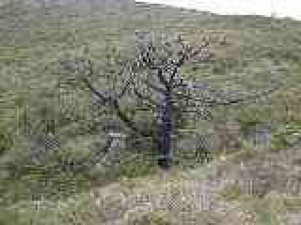 Burned tree