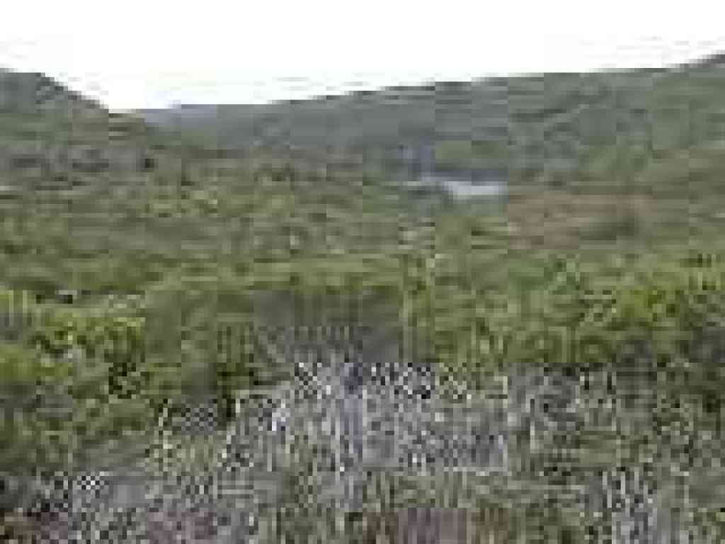 Pond