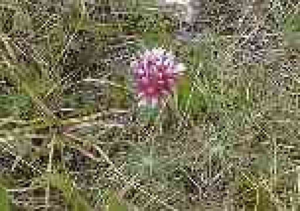 Clover