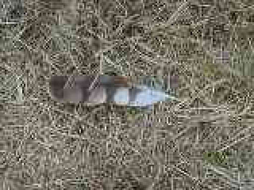 Feather