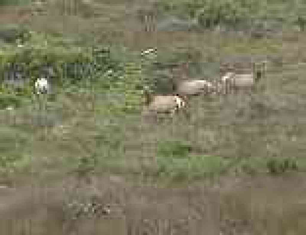 Tule elk