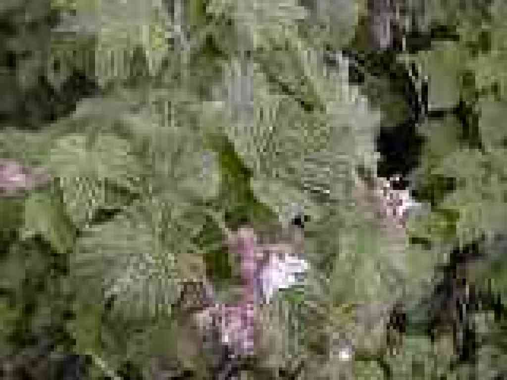Thimbleberry