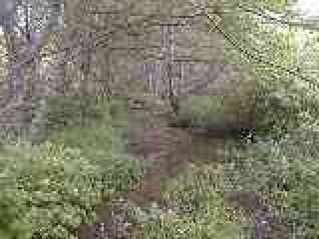 Glenbrook Creek