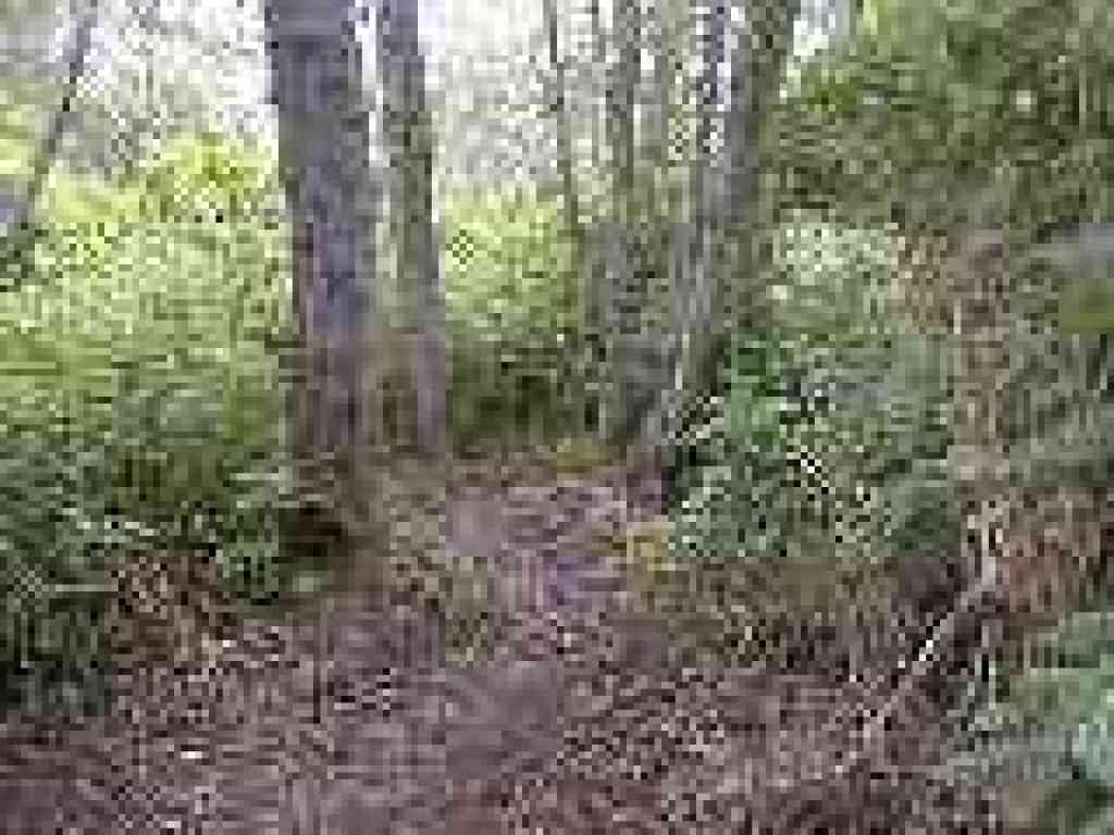 Through alders