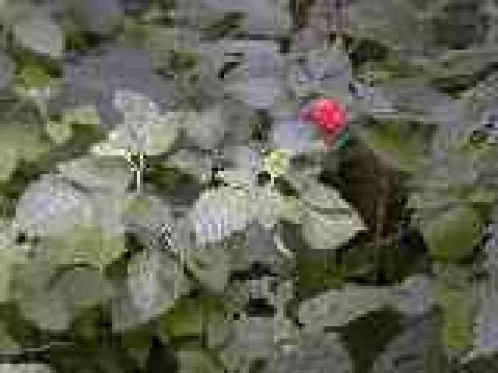Salmonberry