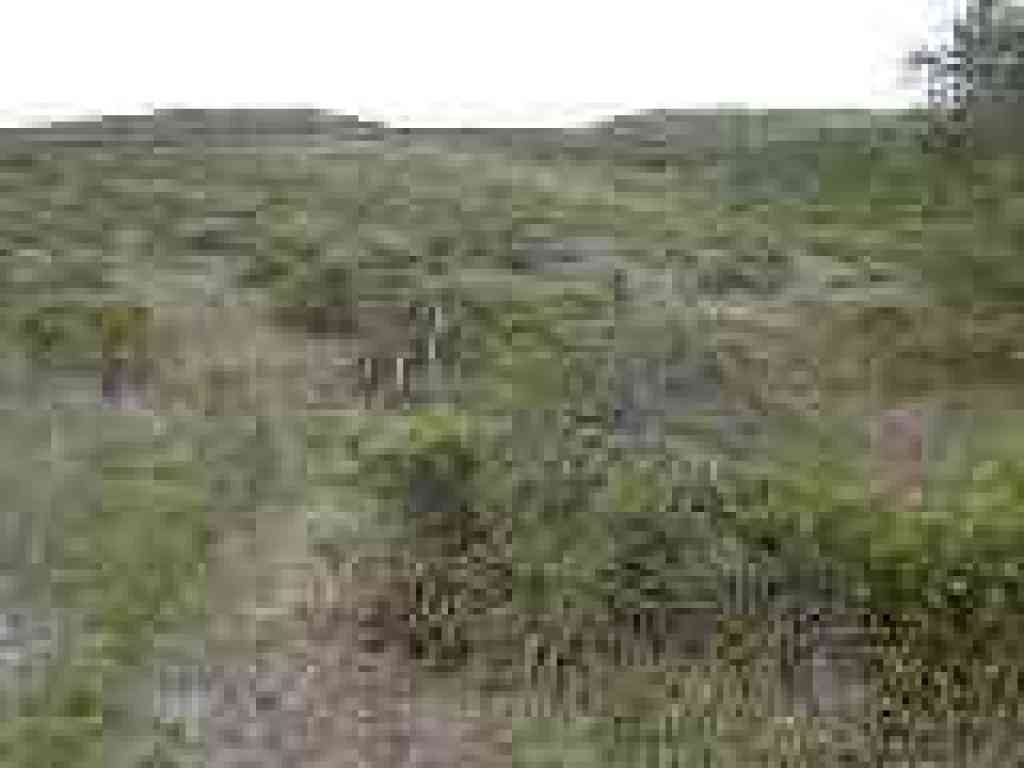 Back into grassland