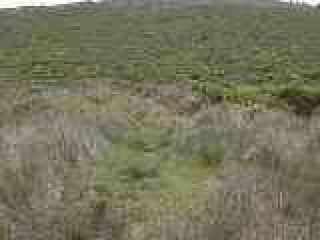 Estero Trail