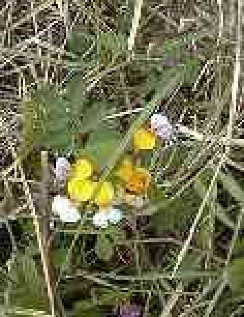 Unknown flower