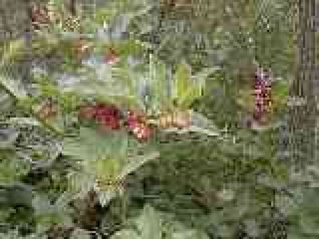 Twinberry