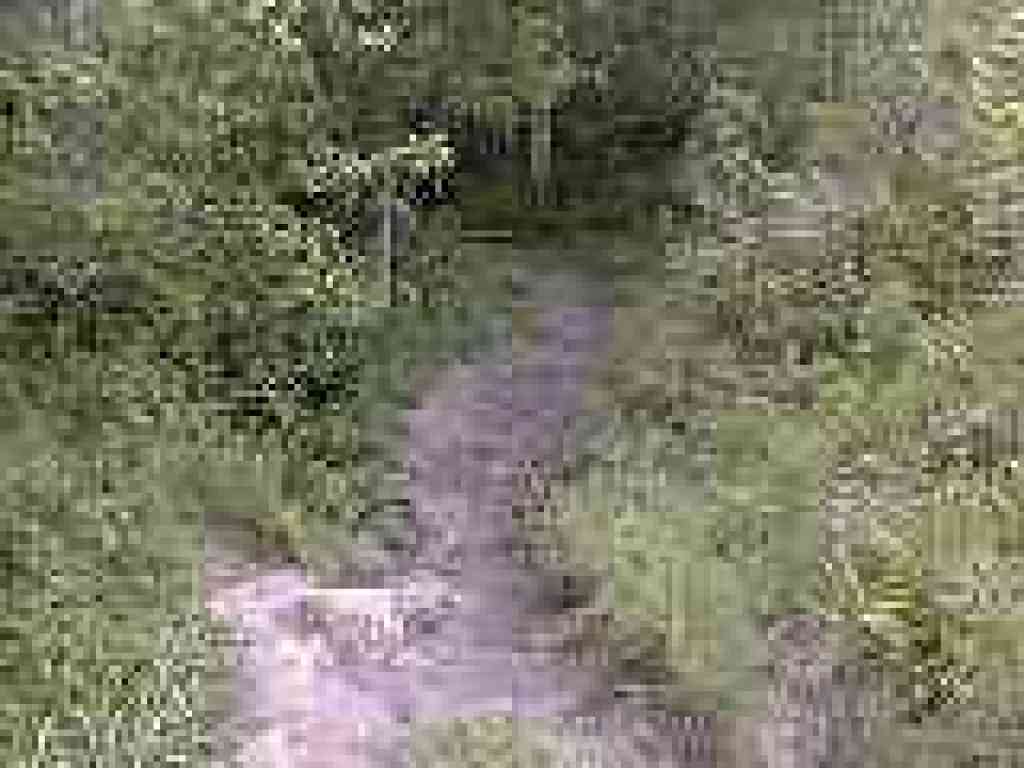 Rutted trail
