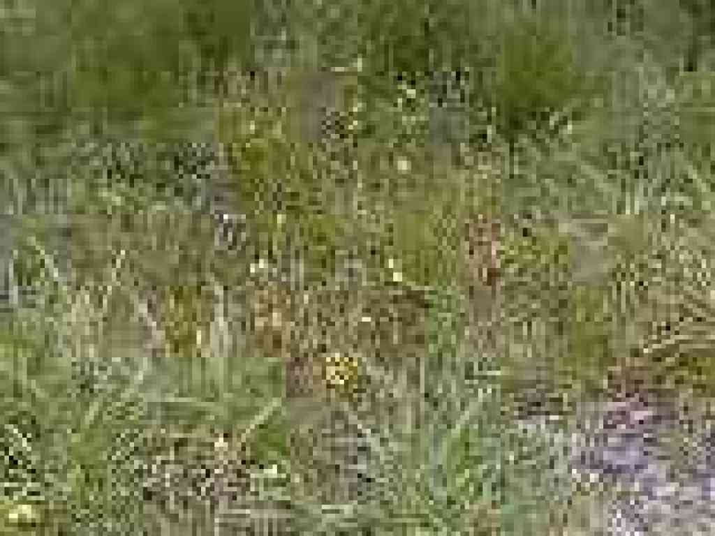 Seep monkeyflower