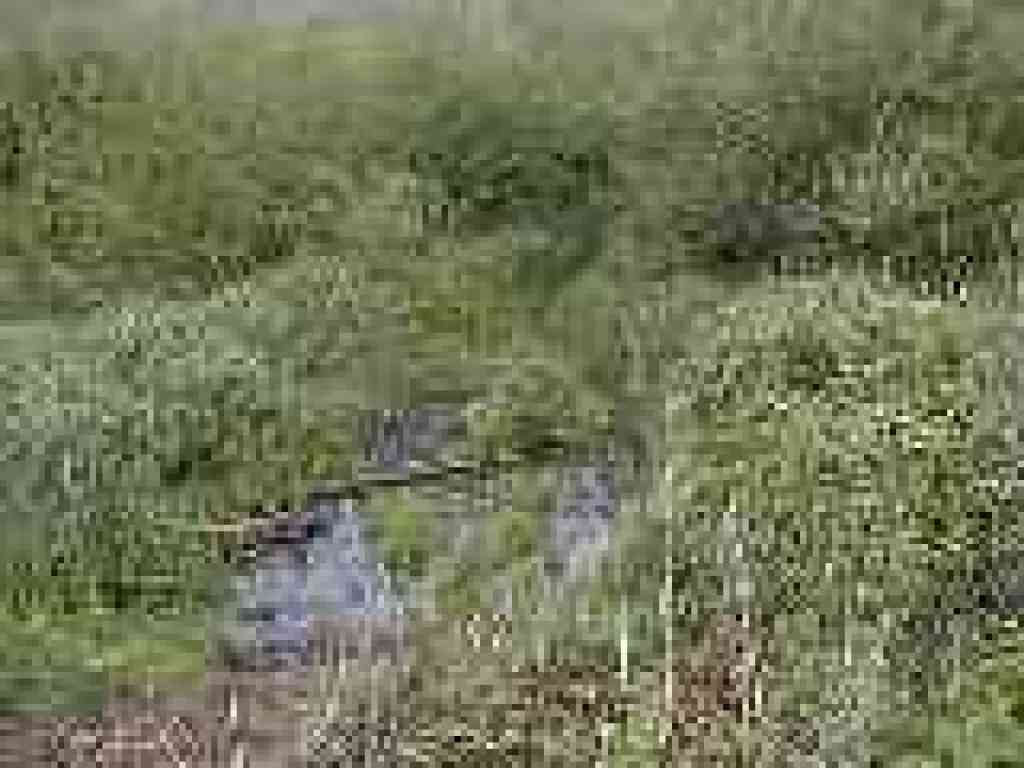 Old trail segment