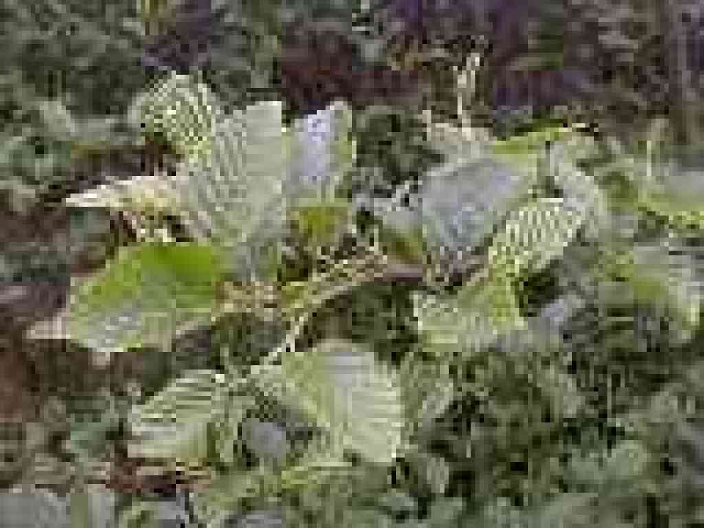 Alder
