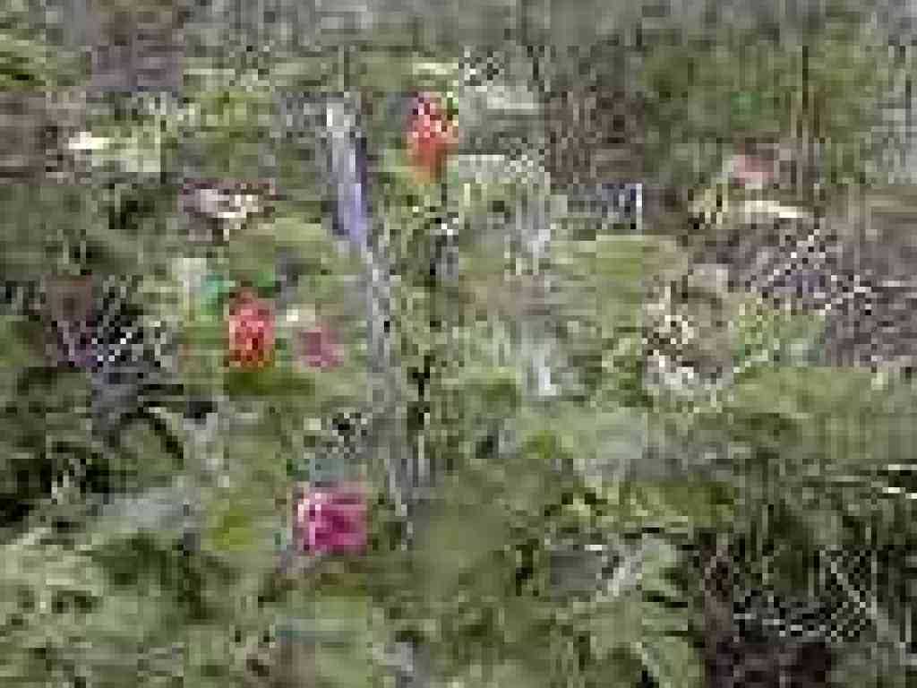 Salmonberries