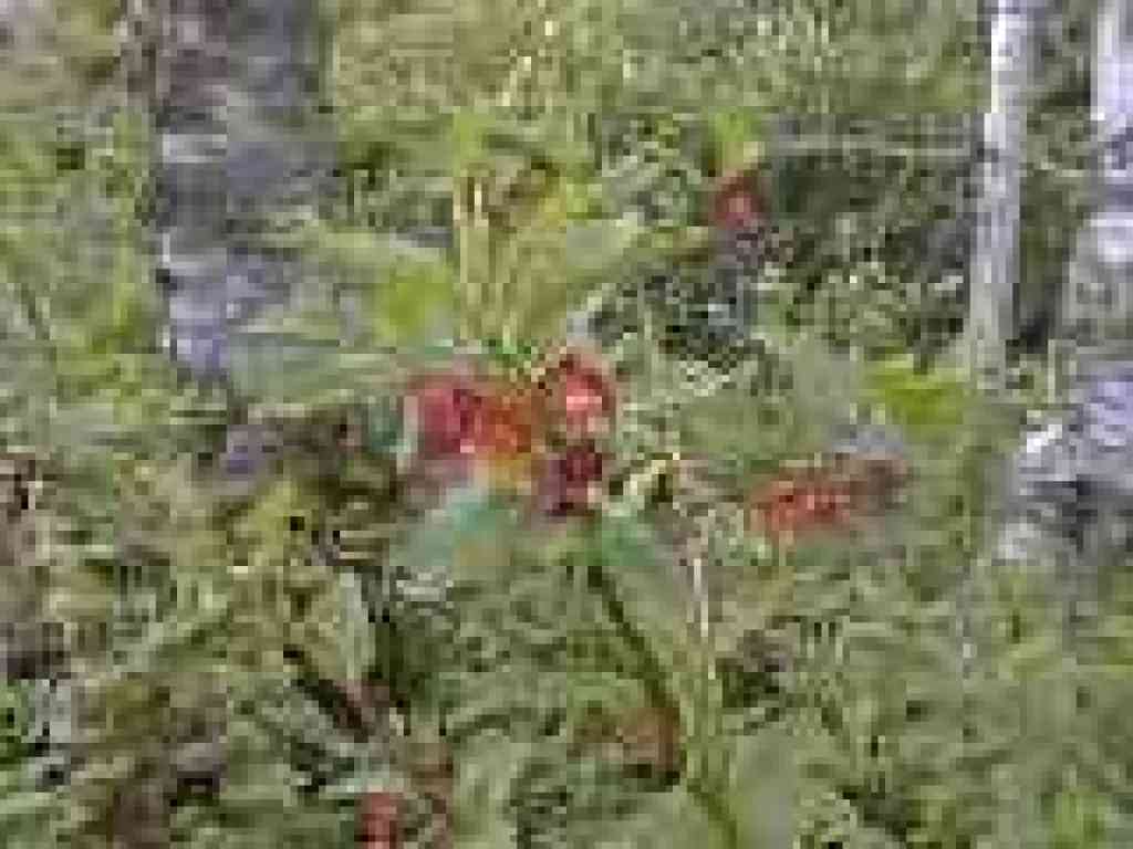 Twinberry
