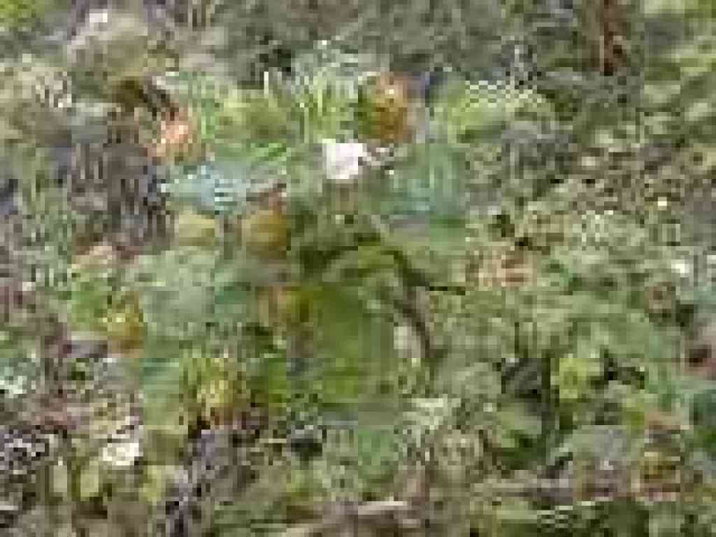 Salmonberry