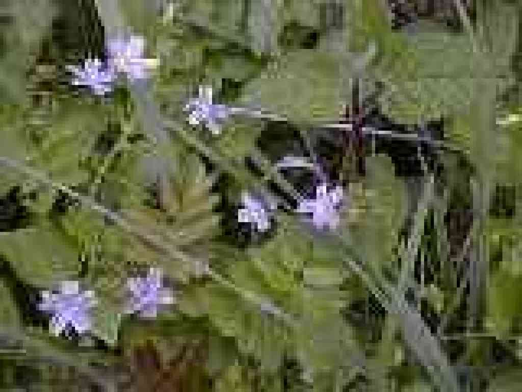 Unknown flower