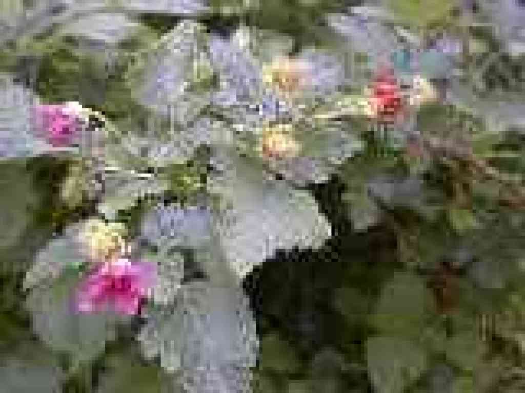 Salmonberry