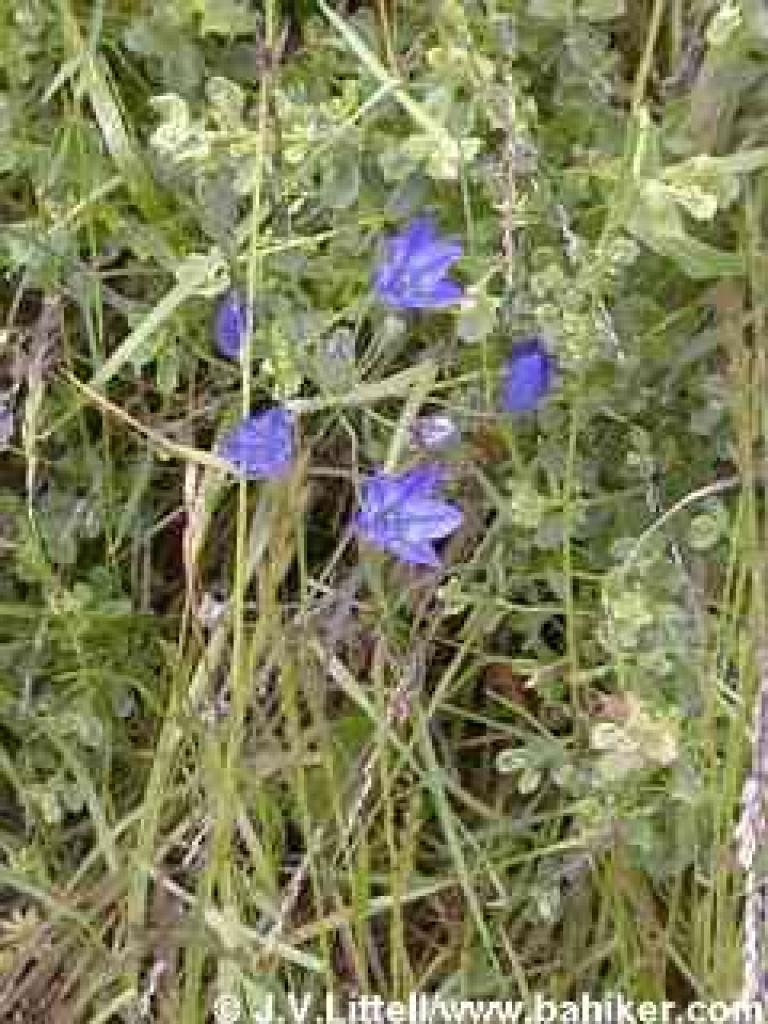 Ithuriel's spear photo