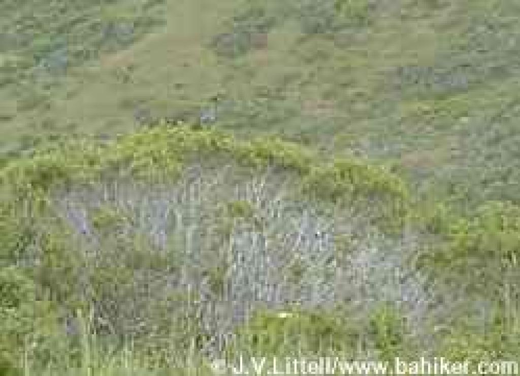 Quail sitting on coyote brush