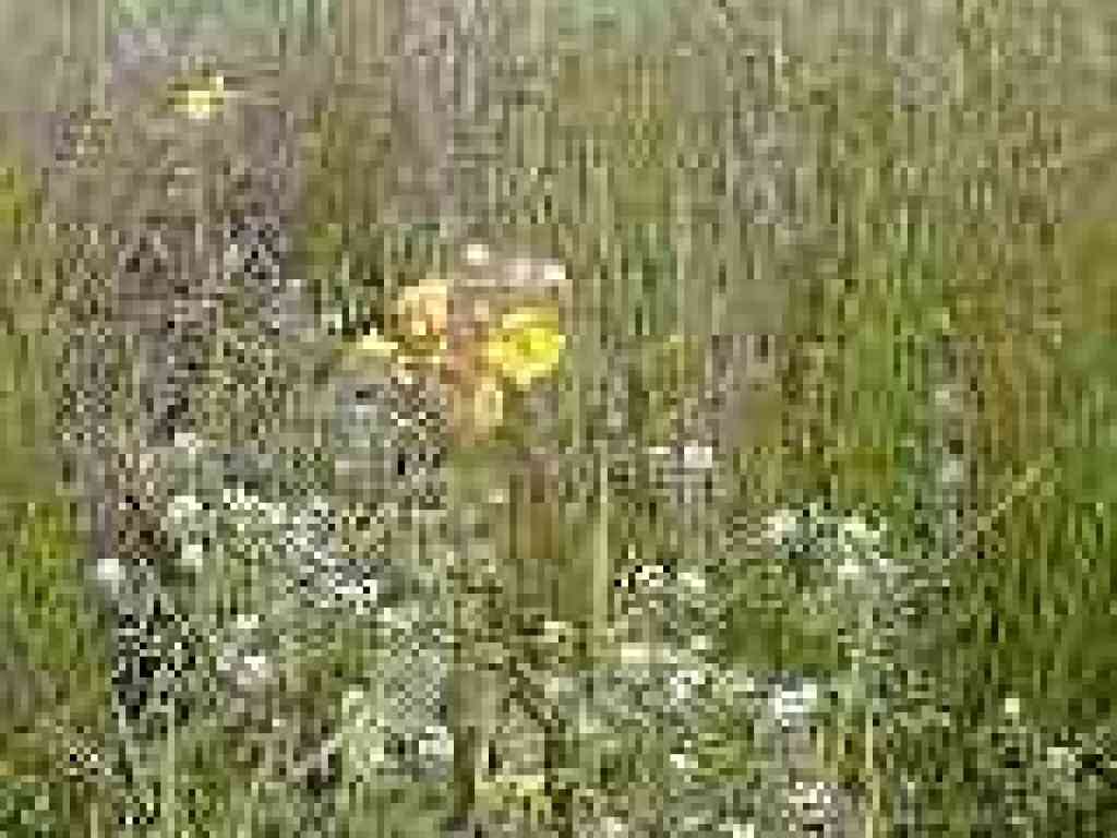 Yellow monkeyflower