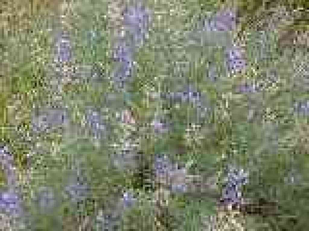 Lupine