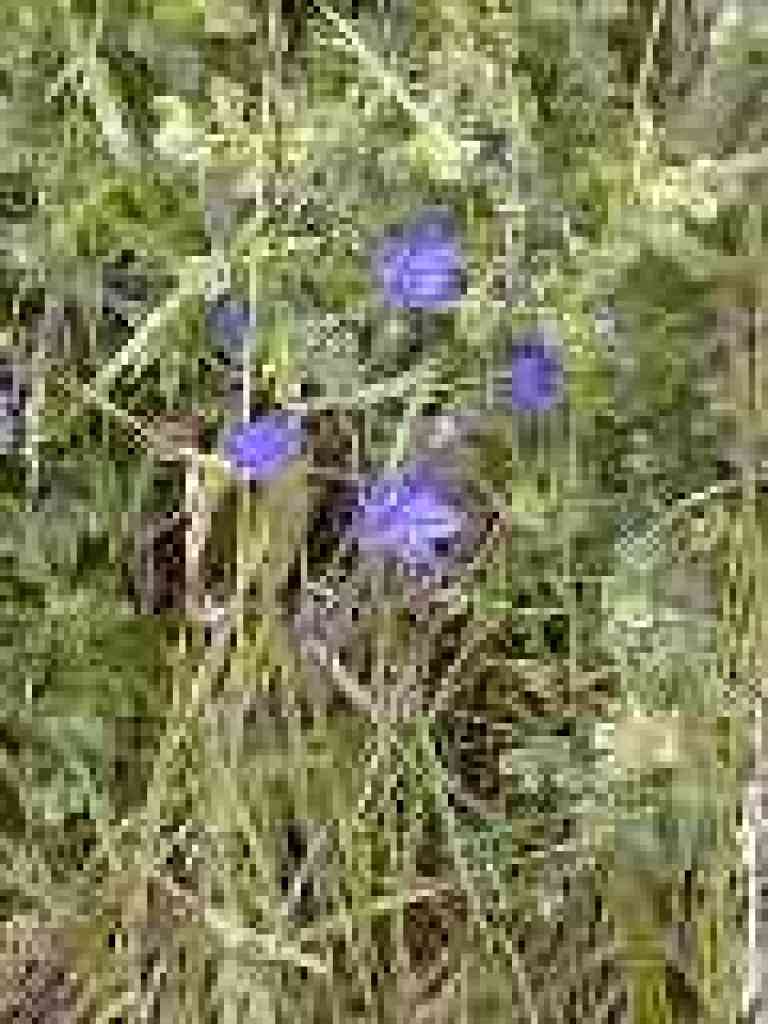 Ithuriel's Spear