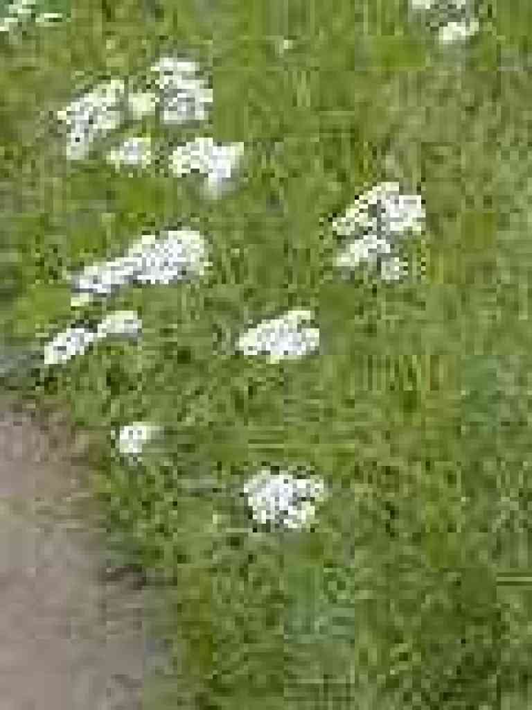 Yarrow