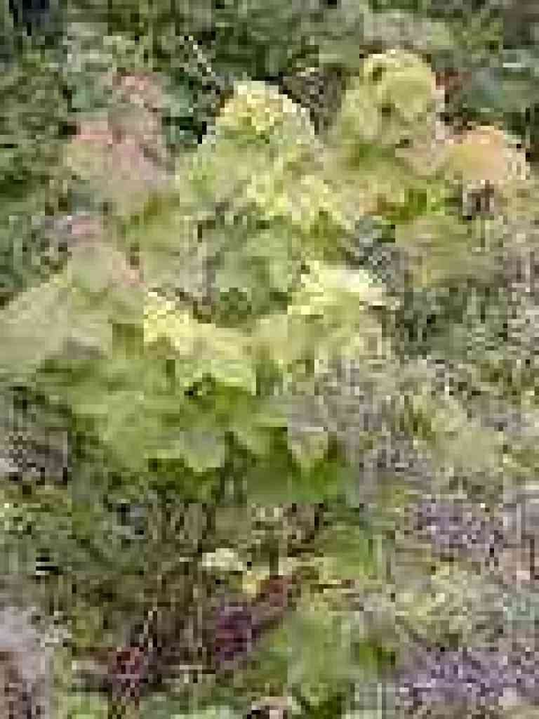Thimbleberries