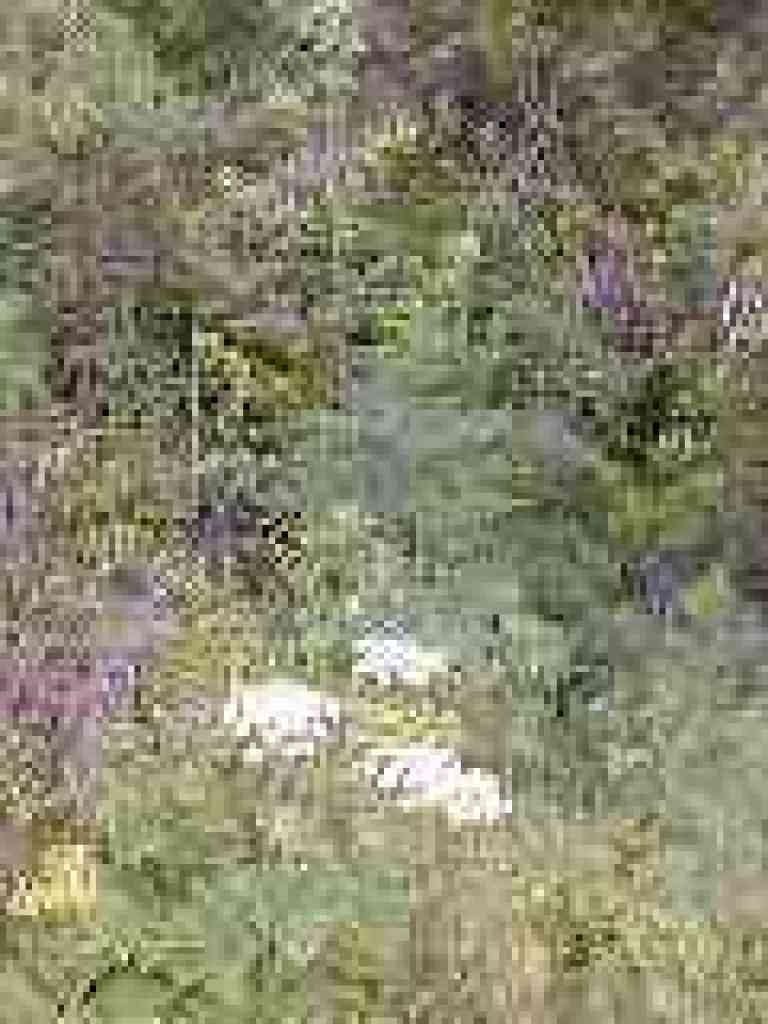 Cow parsnip and poison hemlock