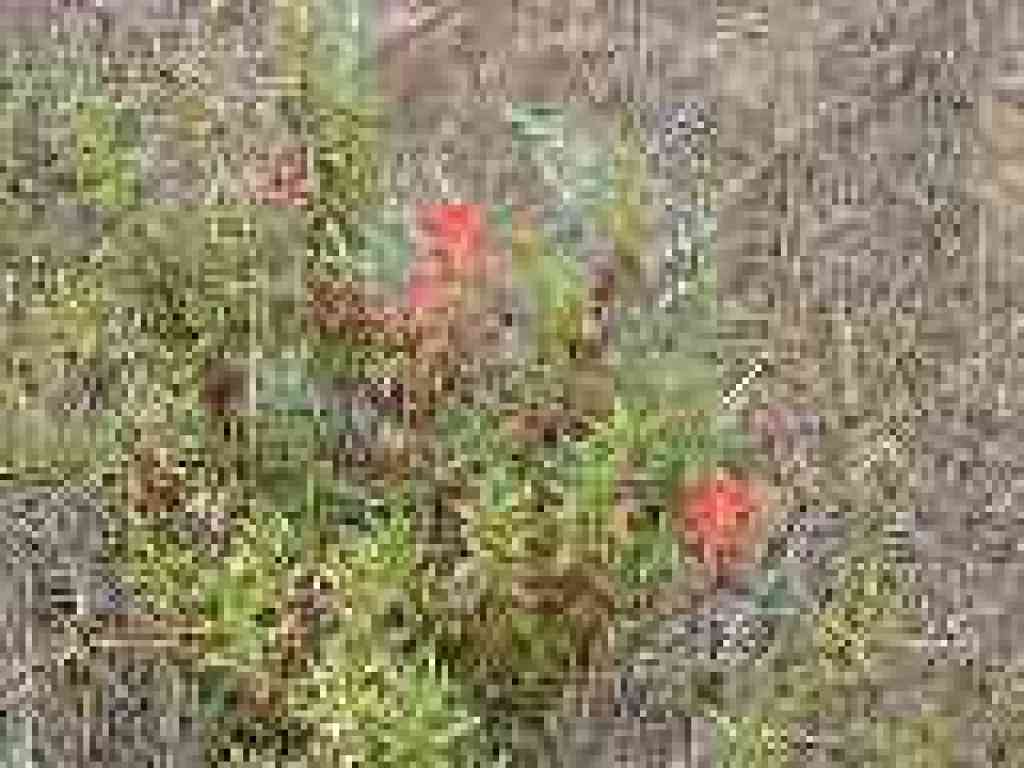 Paintbrush