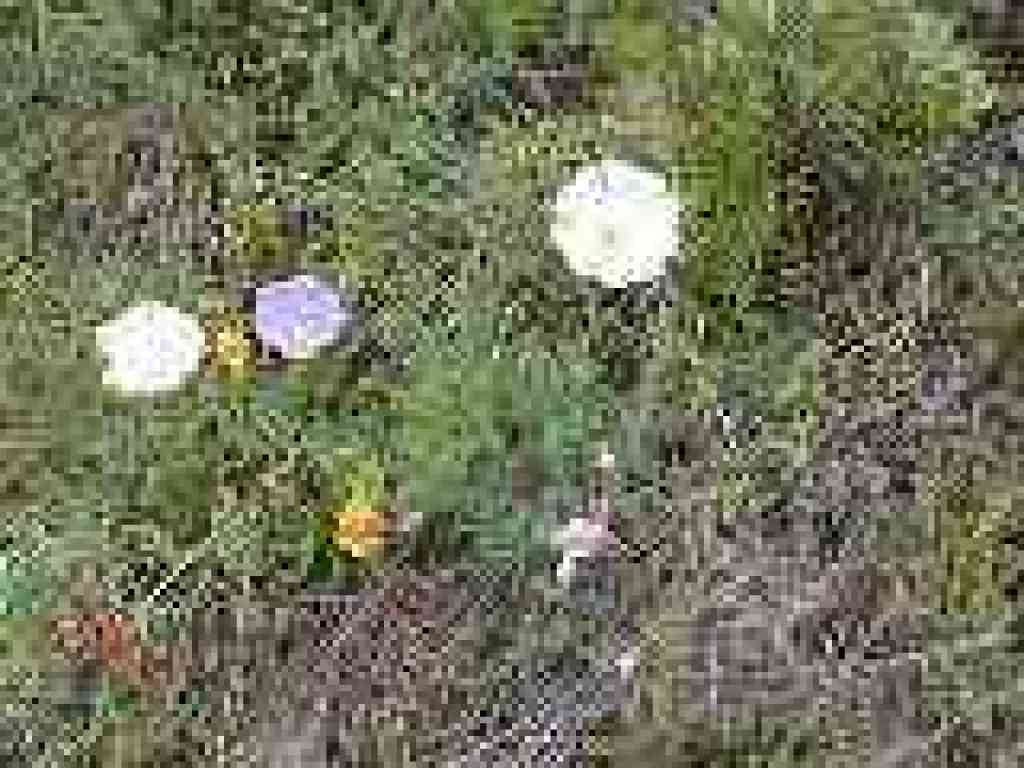 Bindweed