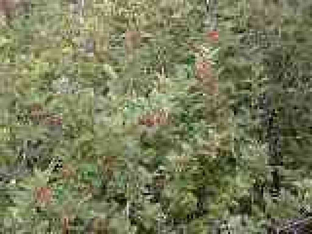 Twinberry
