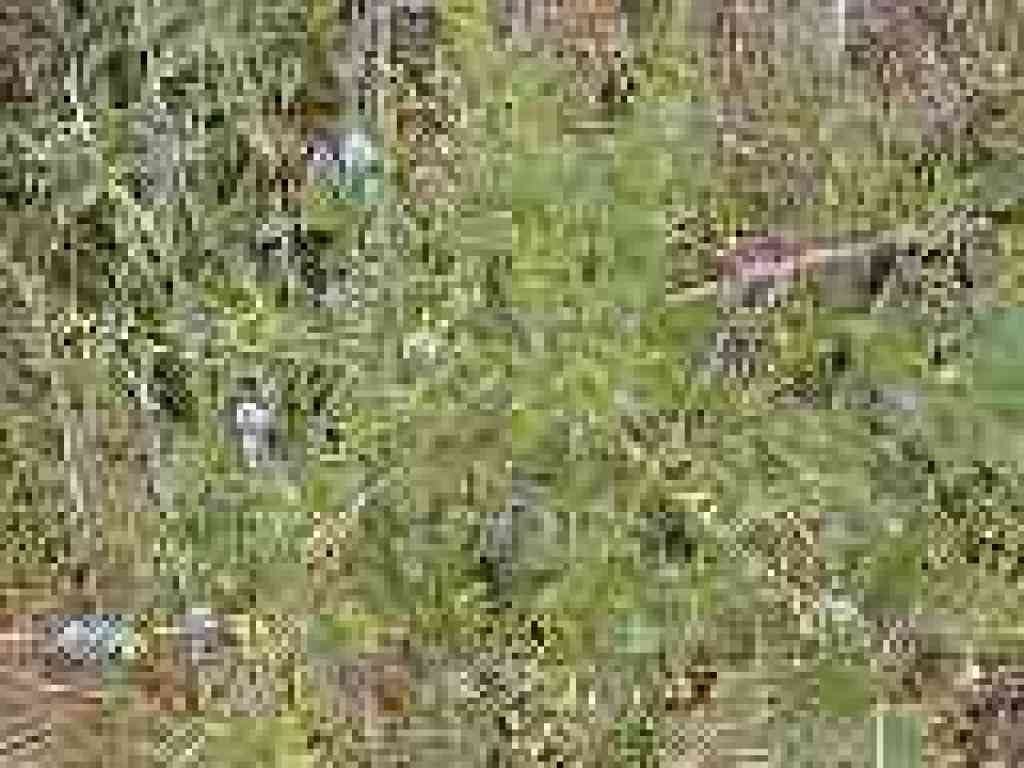 Ceanothus