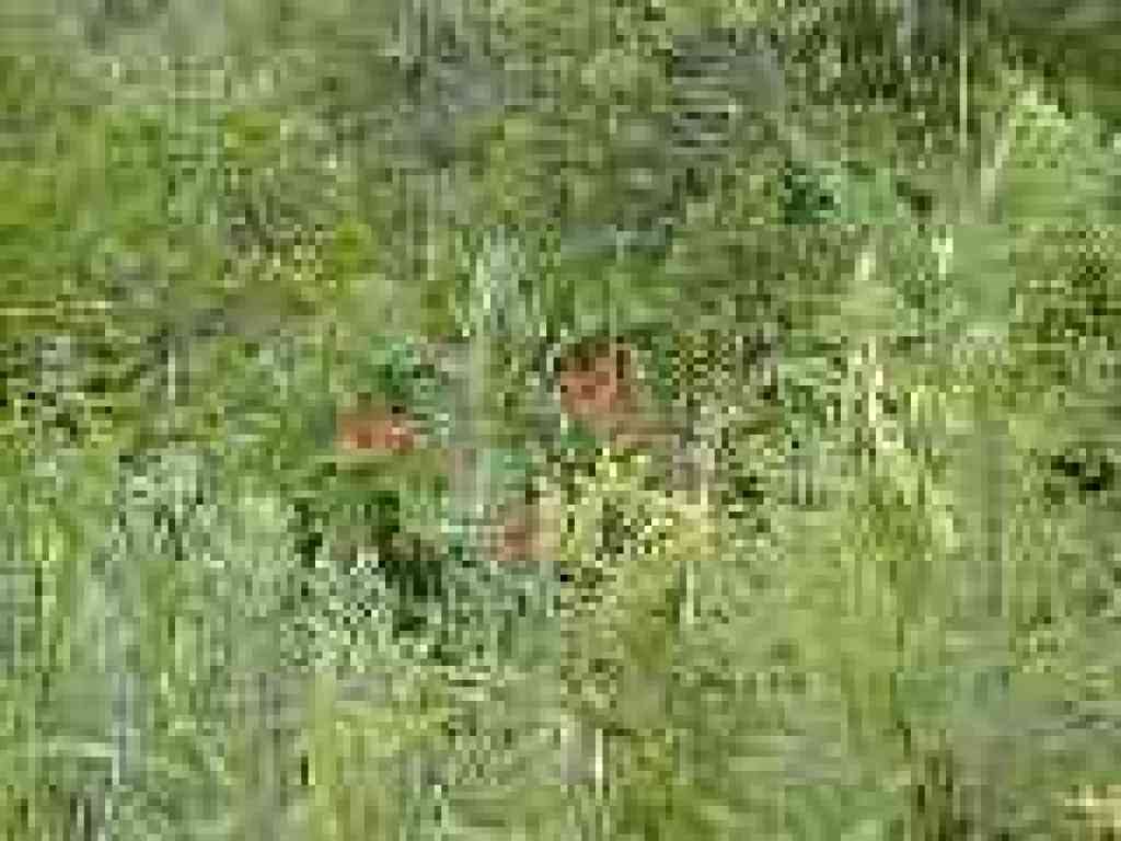 Columbine