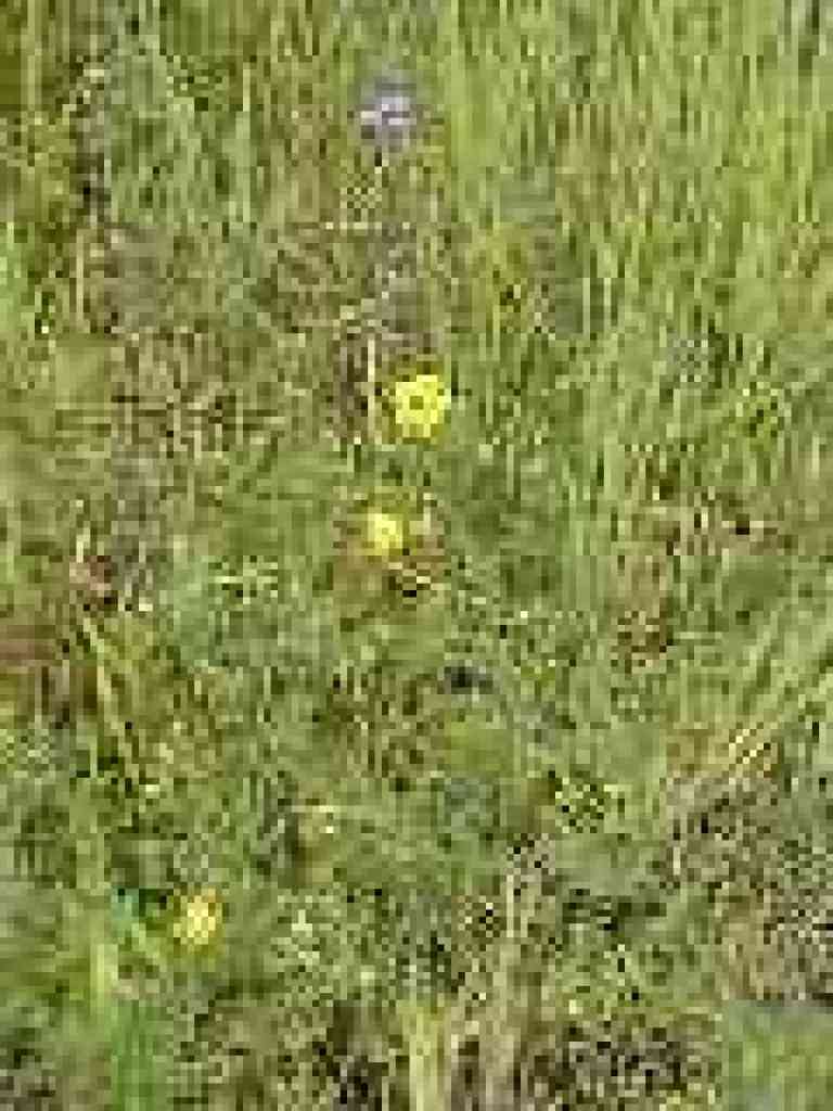 Birdsfoot lotus