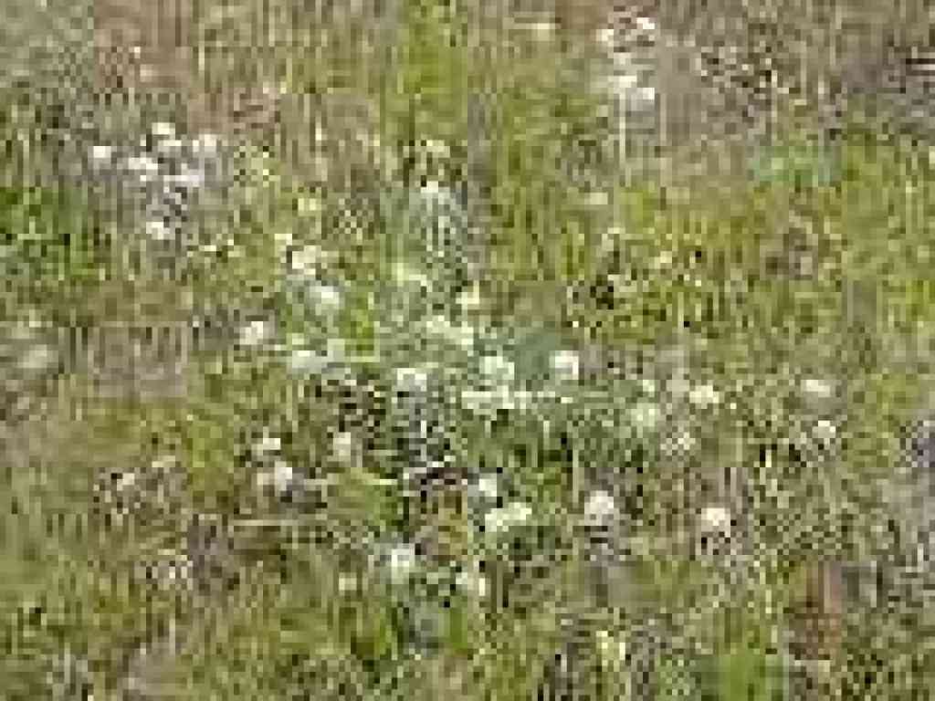 Wild buckwheat
