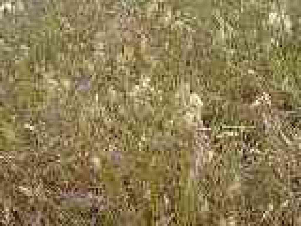 Quaking grass