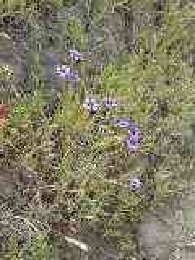 Blue-eyed grass