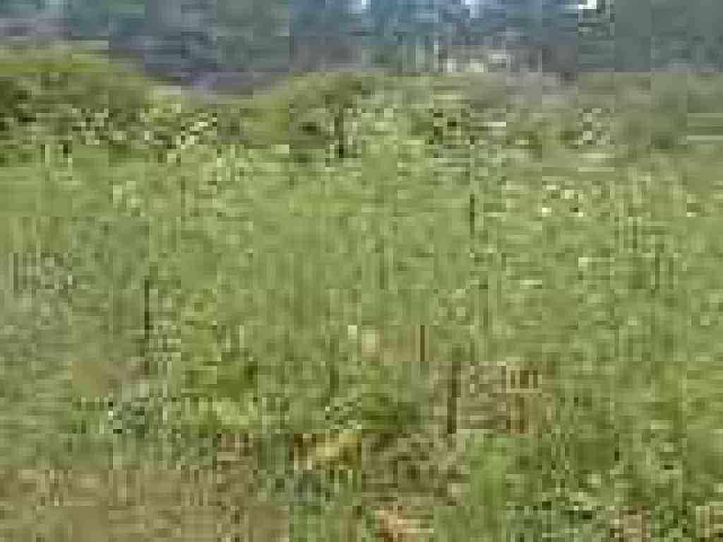 Poison hemlock