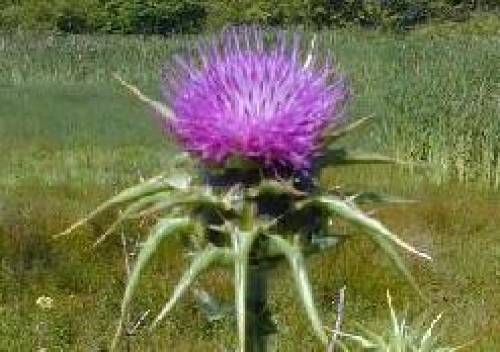 Milk thistle