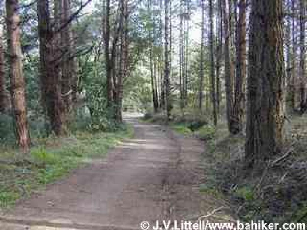 Woods along lower Deer Park Fire Road