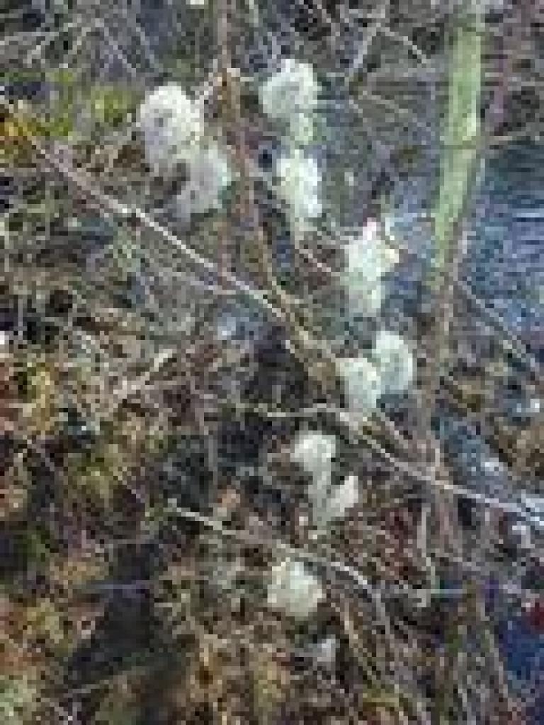Clematis