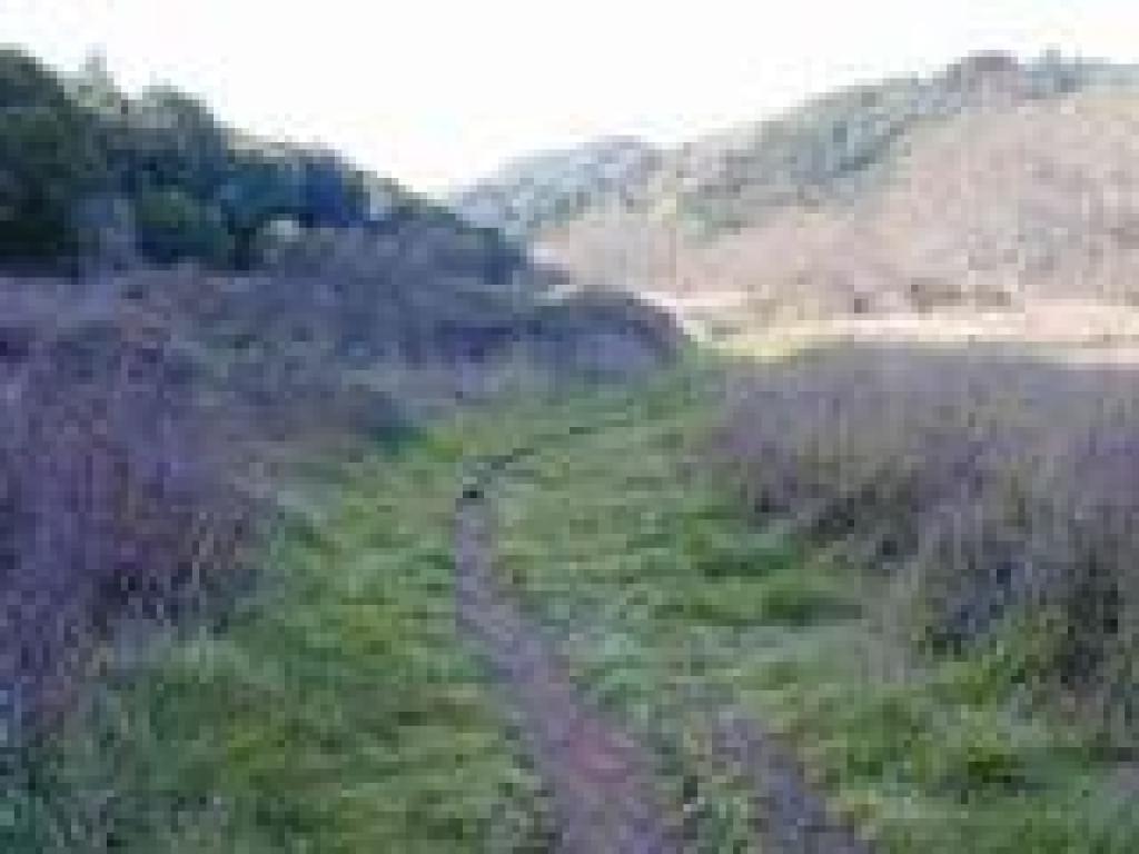Entering a meadow
